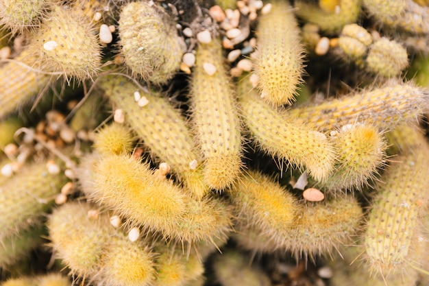 Small pebble stone on mammillaria elongata