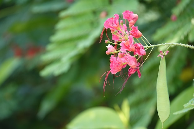 Free photo small pink flowers with blurred background