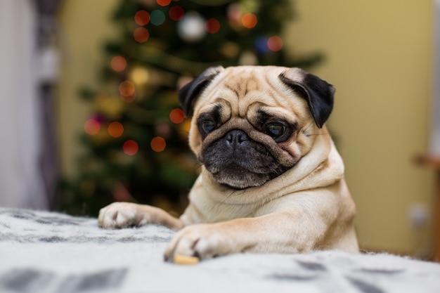 Small pug on the sofa