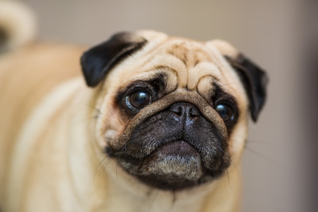 Small pug on the sofa