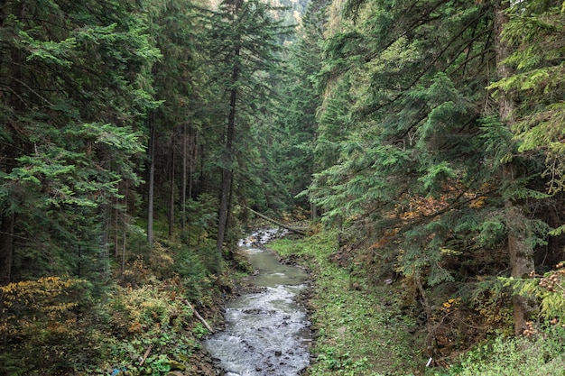 Free Photo a small river in a coniferous forest in a mountainous area