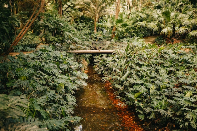 Free Photo small river in forest