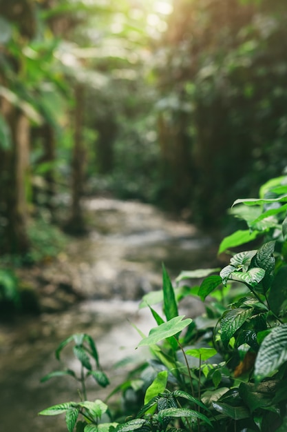 Small river trunk in the rain forest.