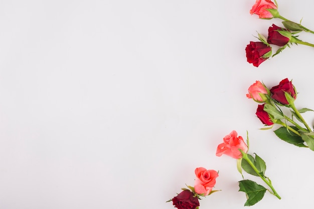 Small rose bouquets on white