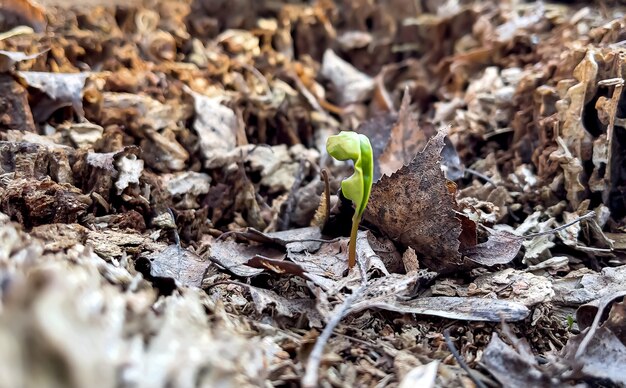 Small sprouting plant in spring among old foliage in the forest.