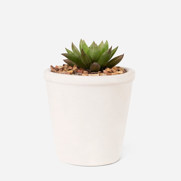 Free photo small succulent plant in a white pot