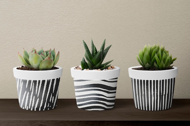 Small succulent plants in pots