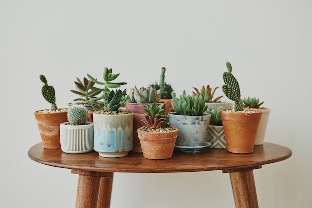 Free photo small succulents and cacti on a retro table