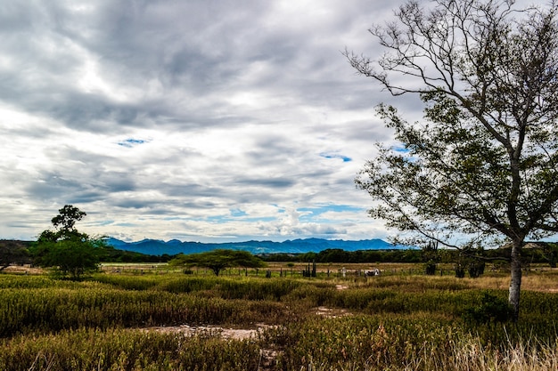 Small tree in the valley under the dark cloudy sky during the daytime