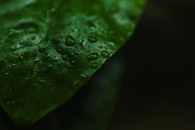 Small water drops on leaf