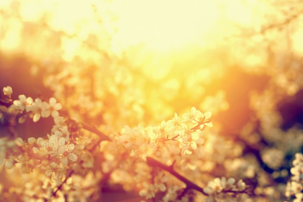 Small white flowers sunlit