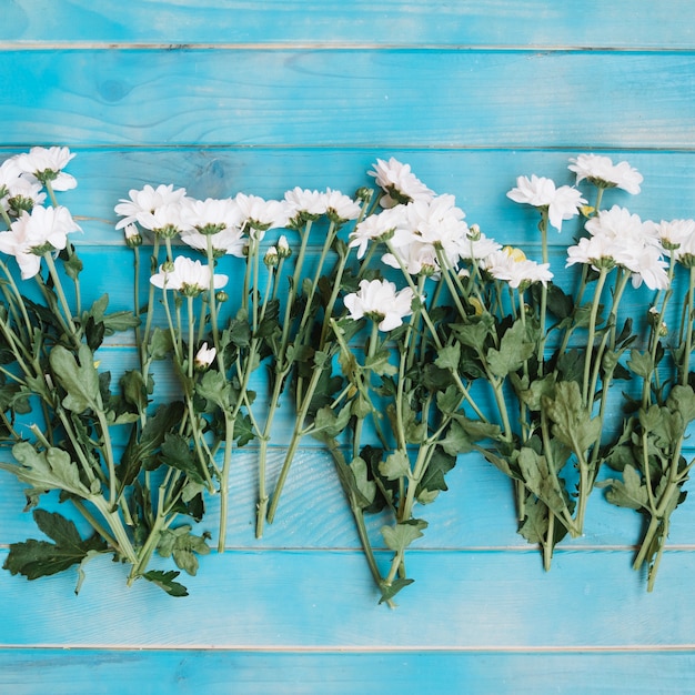 Free Photo small white flowers