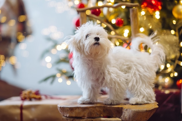 Small white terrier on the background of the Christmas tree