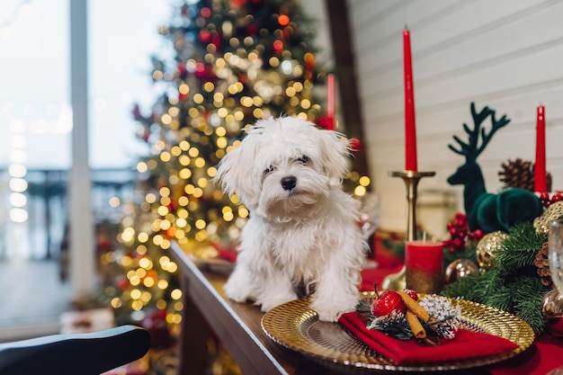 Small white terrier on a decorative christmas table