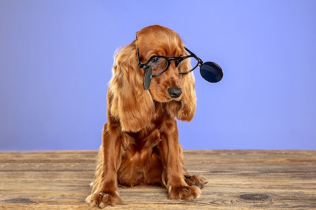 Smart and unique. English cocker spaniel young dog is posing n sunglasses.