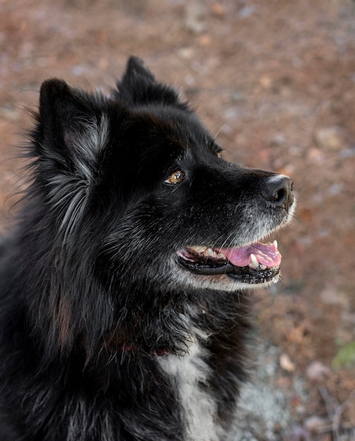 Free photo smiley beautiful dog outdoors