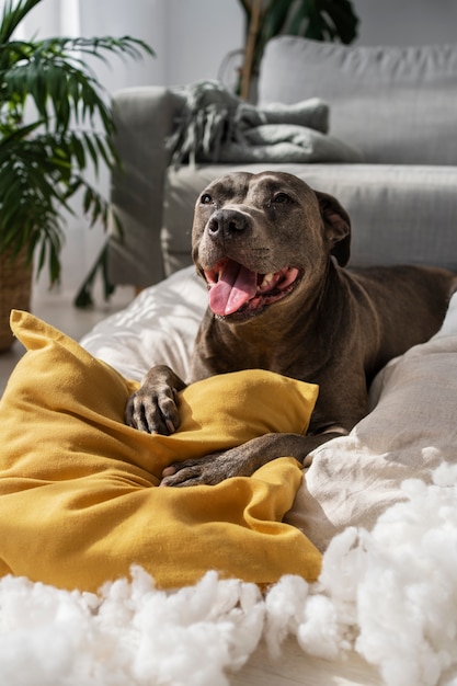 Free Photo smiley dog playing with pillows