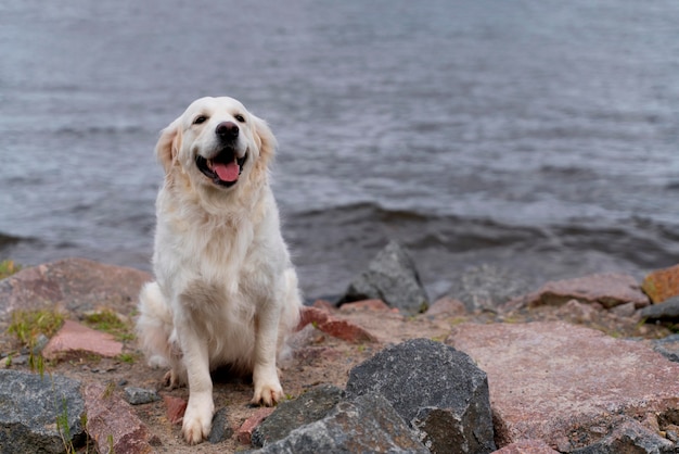 Free photo smiley dog sitting by the water