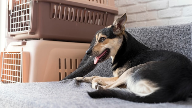 Free Photo smiley dog sitting on couch