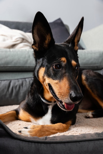 Smiley dog sitting in his bed