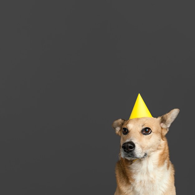 Smiley dog wearing paper hat