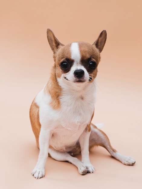 Smiley dog with alerted ears sitting