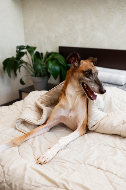 Free photo smiley  greyhound dog laying in bed