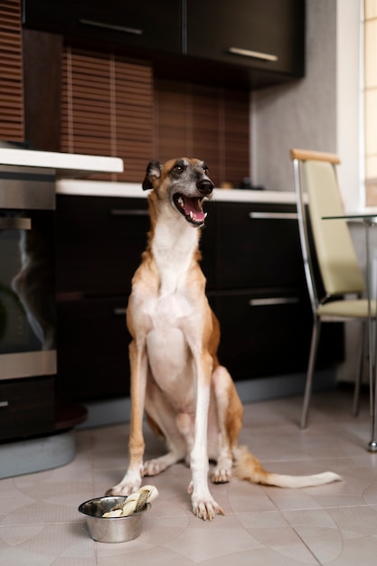 Free Photo smiley greyhound dog sitting on floor