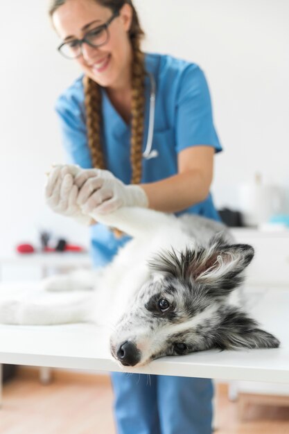 Smiling female veterinarian examining dog's paw lying on table in clinic