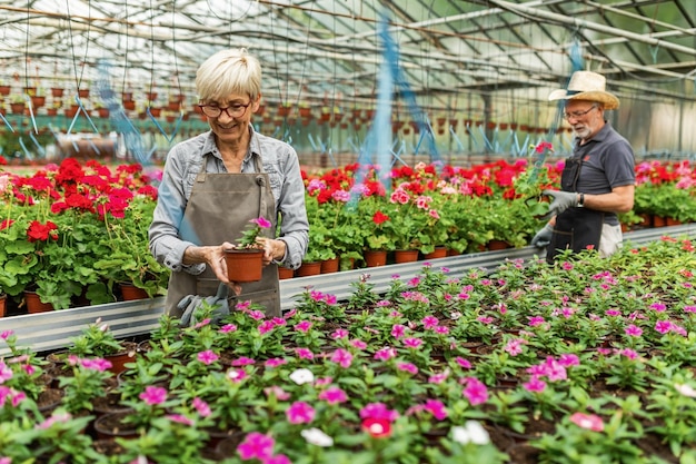 Smiling mature woman examining plants in flower plant nursery Her coworker is in the background