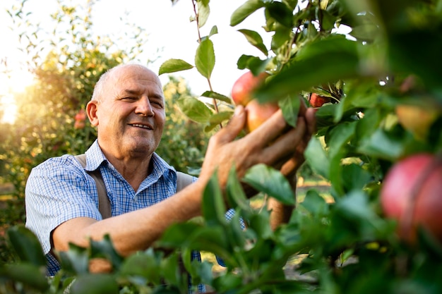 Free photo smiling senior man worker picking up apples in fruit orchard