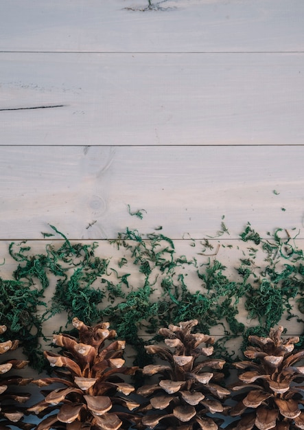 Free photo snags with moss on wood board