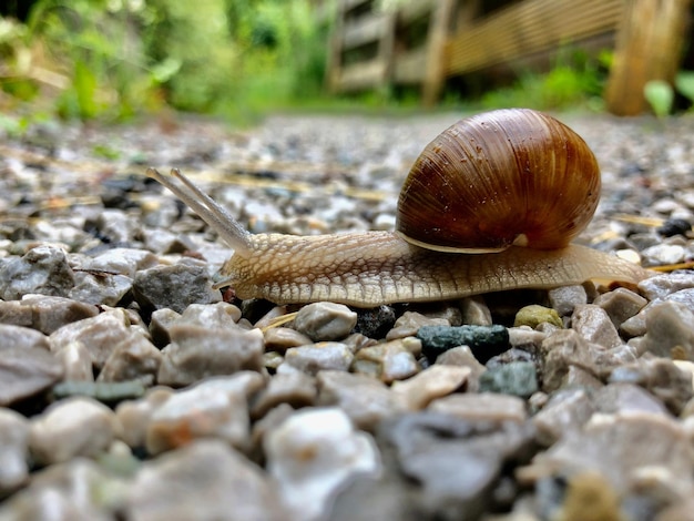 Free photo snail crawling on small wet rocks on the ground