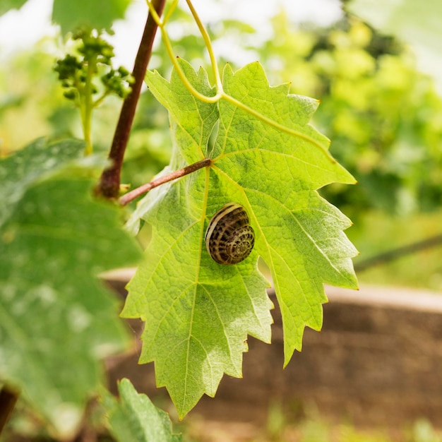 Free photo snail on grapevine leaf