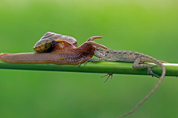 Free Photo snail and lizard on branch