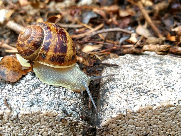 Free Photo snail on the stone in the garden