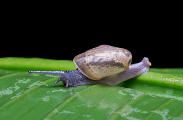 Free photo snail