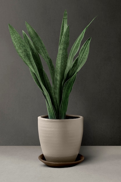 Free Photo snake plant in a beige pot by a wall