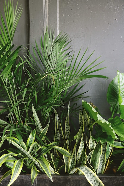 Free Photo snake plant beside taro and palm plant near gray wall