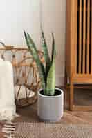 Free photo snake plant in a gray plant pot on a wooden floor