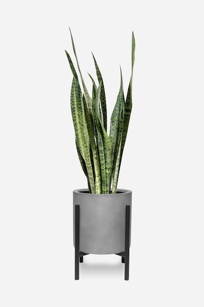 Snake plant in a pot