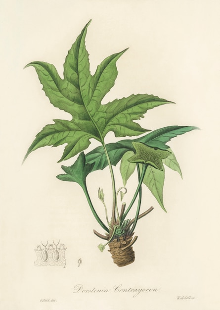 Snakewort (Dorsternia contrajerva) illustration from Medical Botany (1836) 