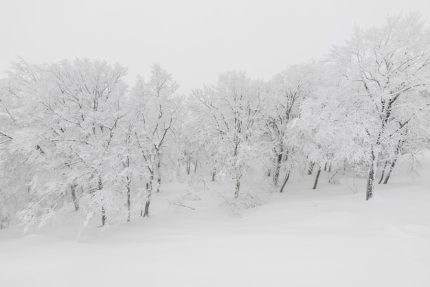 Free Photo snow beautiful beauty outdoor weather