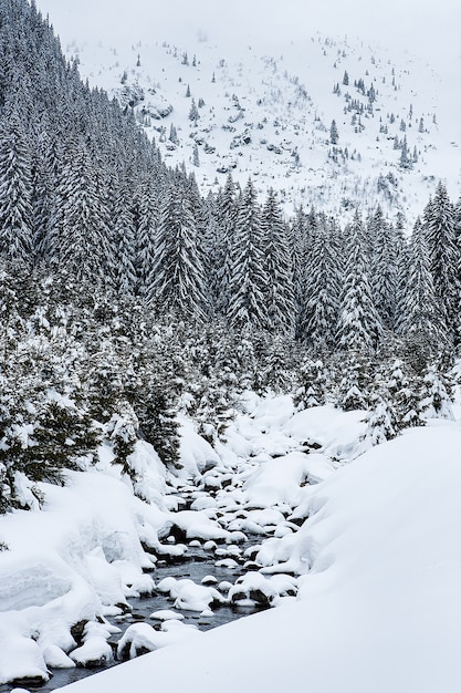 Free photo snow covered fir trees on the background of mountain peaks. panoramic view of the picturesque snowy winter landscape.