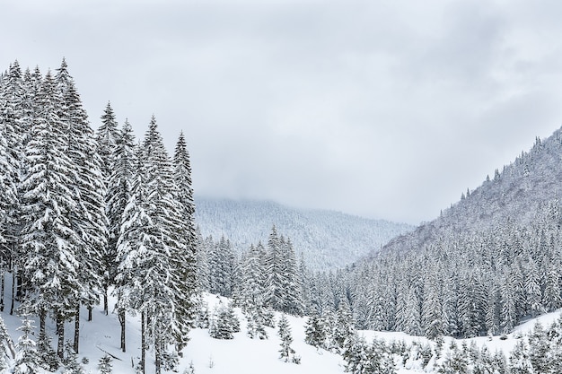 Free photo snow covered fir trees on the background of mountain peaks. panoramic view of the picturesque snowy winter landscape.