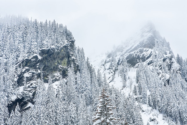 Free photo snow covered fir trees on the background of mountain peaks. panoramic view of the picturesque snowy winter landscape.