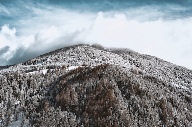 Free photo snow-covered mountain and forest