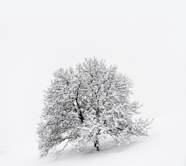 Snow covered tree on snow covered ground