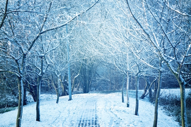 Free photo snow-covered trees