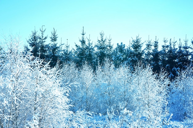 Snow-covered trees